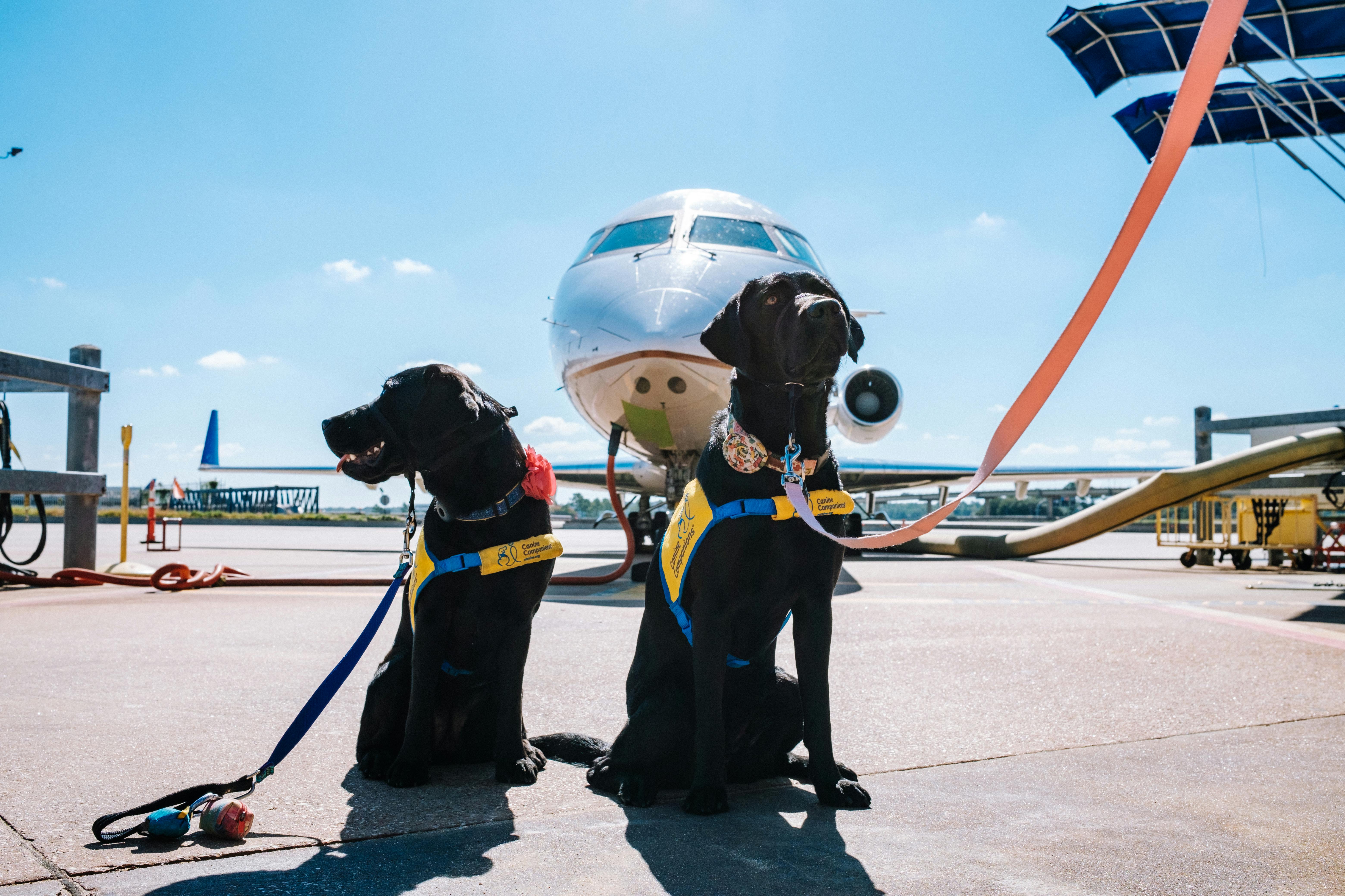 Can You Bring Your Pets If You Move to Costa Rica?